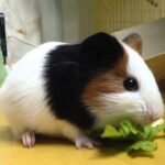 Noka Pet Shop – Thiên đường chuột lang uy tín tại TP.HCM dành cho người yêu thú cưng nhỏ